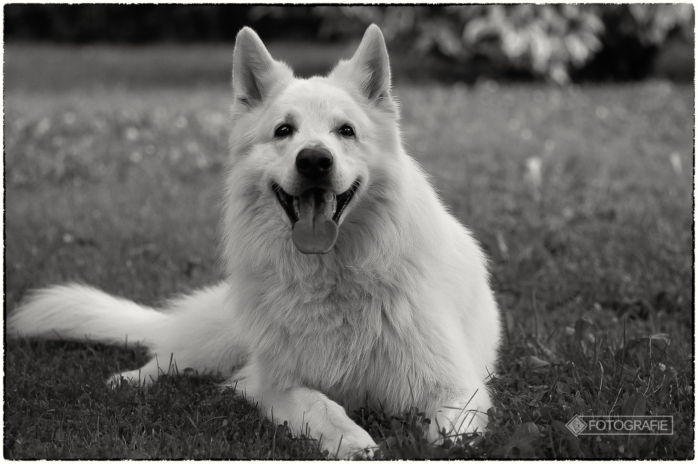 White shepherd 17